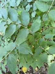 Lonicera maackii
