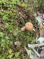 Aureoboletus innixus