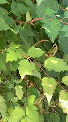 Physocarpus opulifolius