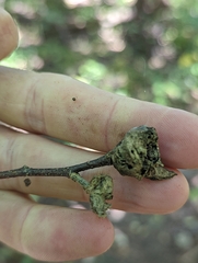 Dryocosmus kuriphilus