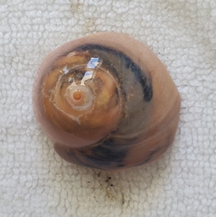 Neverita duplicata