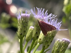 Pyrausta inornatalis