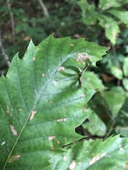 Dryocosmus kuriphilus