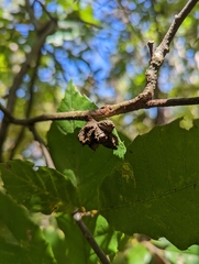 Dryocosmus kuriphilus