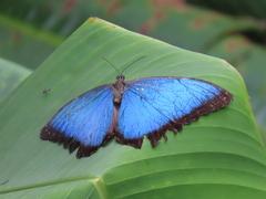 Morpho