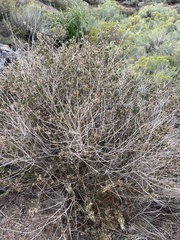 Brickellia desertorum