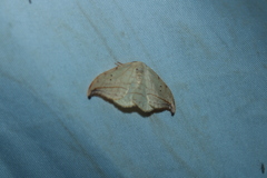 Drepana arcuata