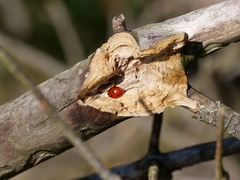 Coccinella septempunctata