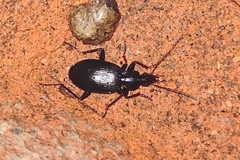Agonum
