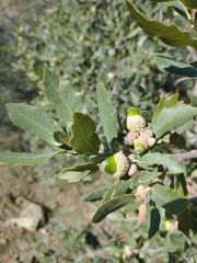 Quercus arizonica