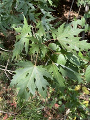 Acer saccharinum
