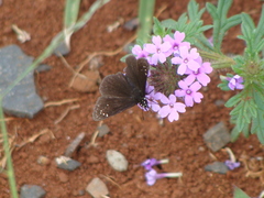 Pholisora