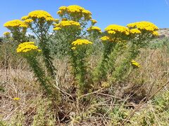 Oncosiphon suffruticosus