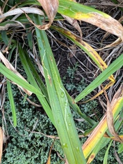 Ophiomyia kwansonis