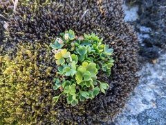 Saxifraga cernua