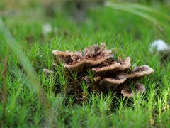 Thelephora terrestris