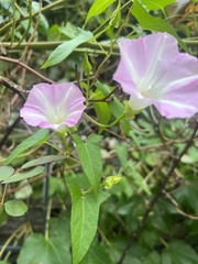 Calystegia sepium