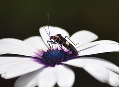 Hypselonotus interruptus