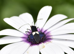 Hypselonotus interruptus