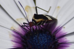 Hypselonotus interruptus