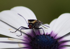 Hypselonotus interruptus