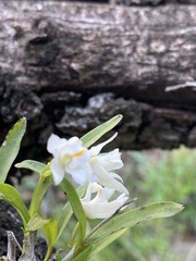 Polystachya ottoniana