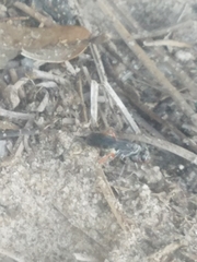 Episyron conterminus