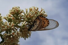 Acraea horta