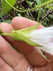 Calystegia sepium