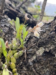 Polystachya ottoniana