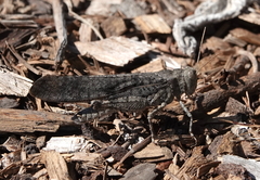 Trimerotropis verruculata