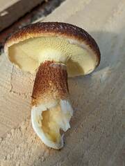 Suillus ampliporus