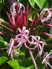 Crinum × amabile