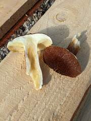 Suillus ampliporus