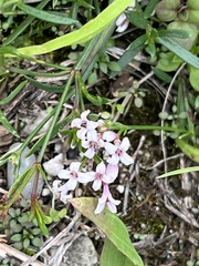Asperula cynanchica