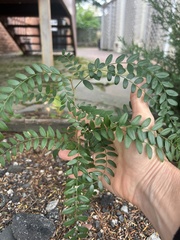 Gleditsia triacanthos