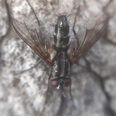 Mintho rufiventris