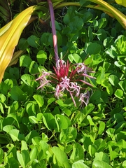Crinum × amabile