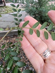 Gleditsia triacanthos