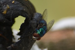 Lucilia eximia