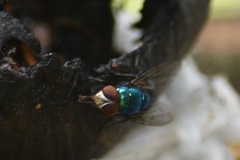 Lucilia eximia