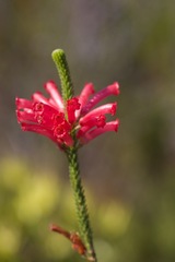 Erica regia