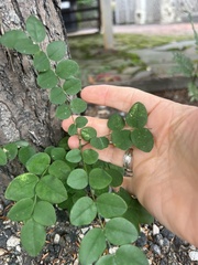 Robinia pseudoacacia