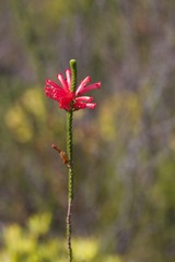 Erica regia
