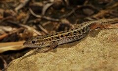 Ophisops elegans macrodactylus