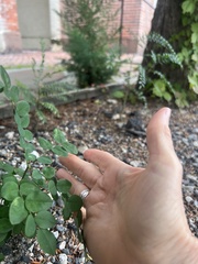 Robinia pseudoacacia