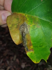 Coptotriche castaneaeella