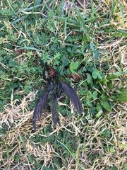 Sephanoides sephaniodes