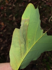 Coptotriche castaneaeella