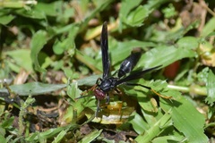 Polistes erythrocephalus